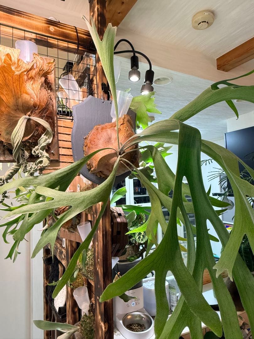 ビカクシダ　アルシコルネ Platycerium alcicorne