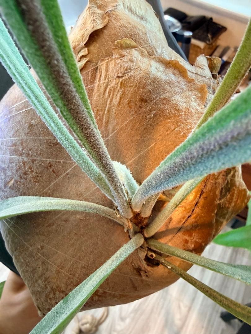 ビカクシダ　アルシコルネ Platycerium alcicorne