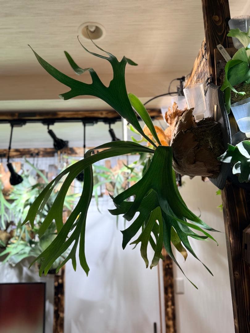 ビカクシダ　アルシコルネ Platycerium alcicorne