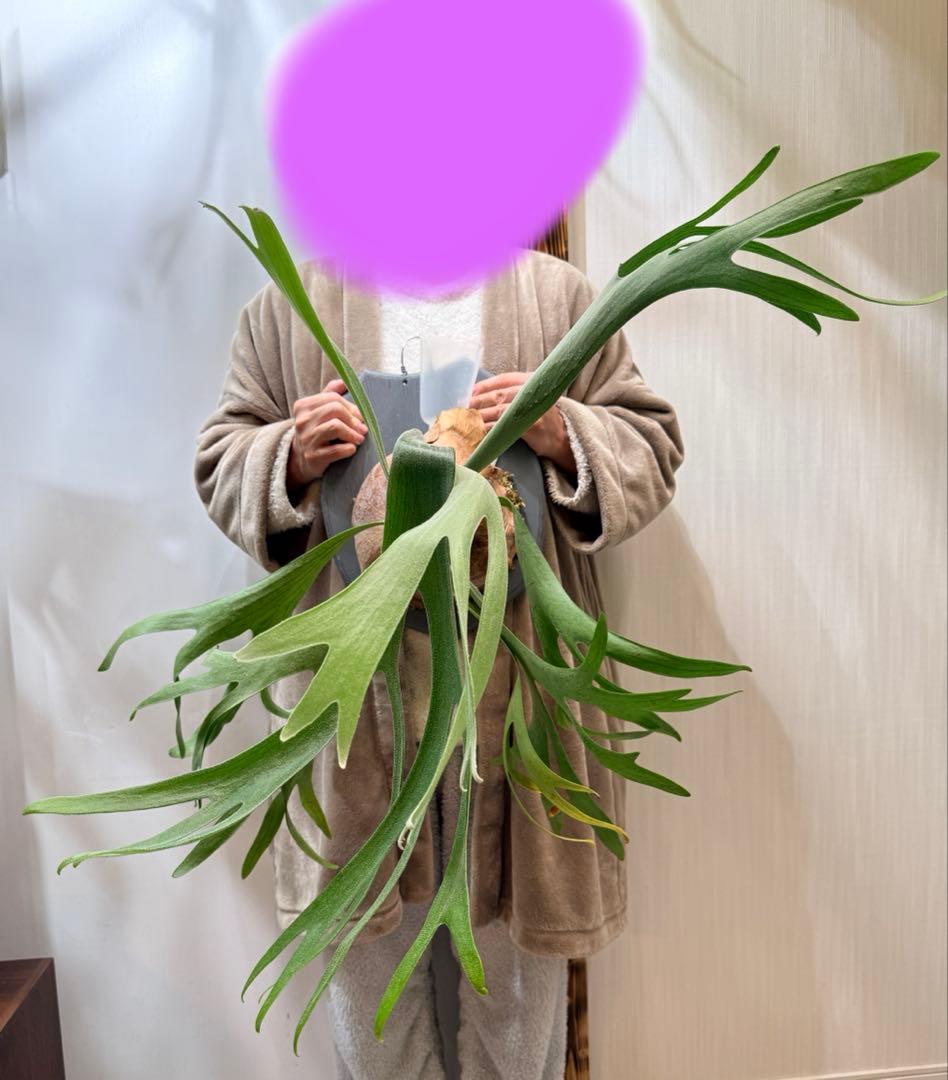 ビカクシダ　アルシコルネ Platycerium alcicorne