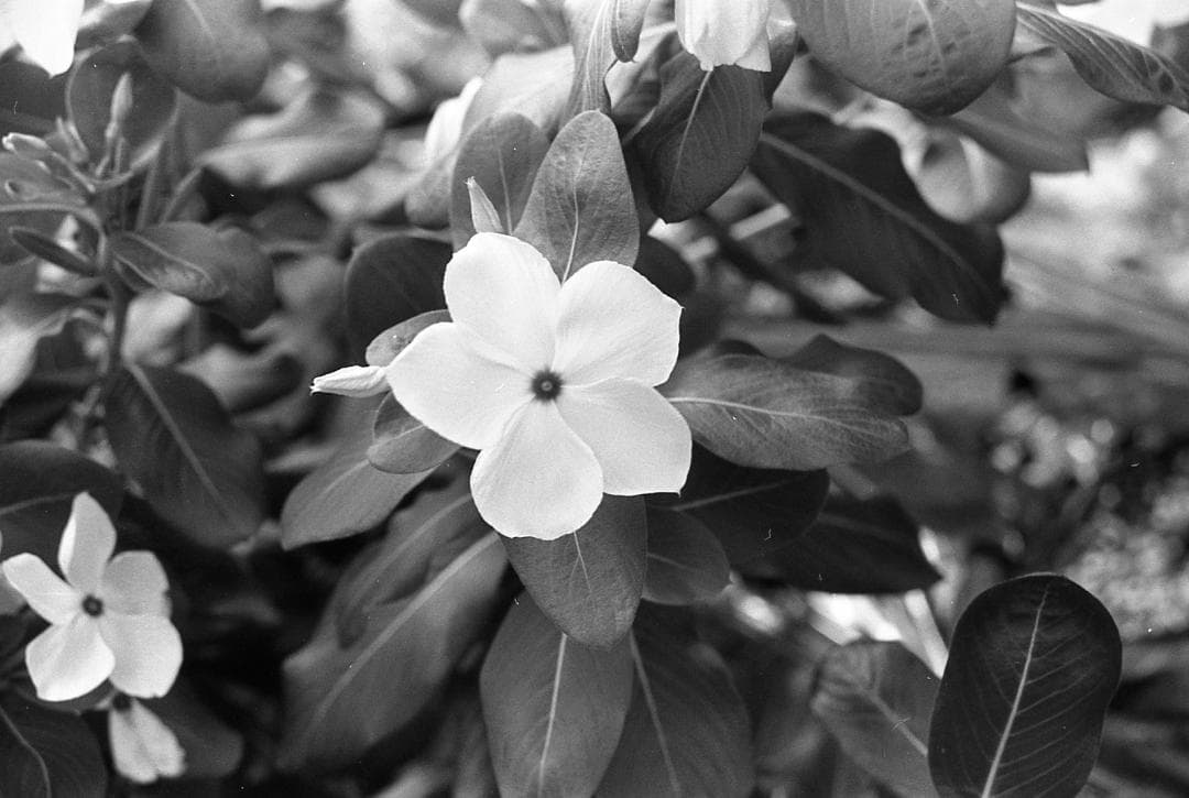 【整備済完動品】CANON AE-1 PROGRAM ズームレンズ35-70mm