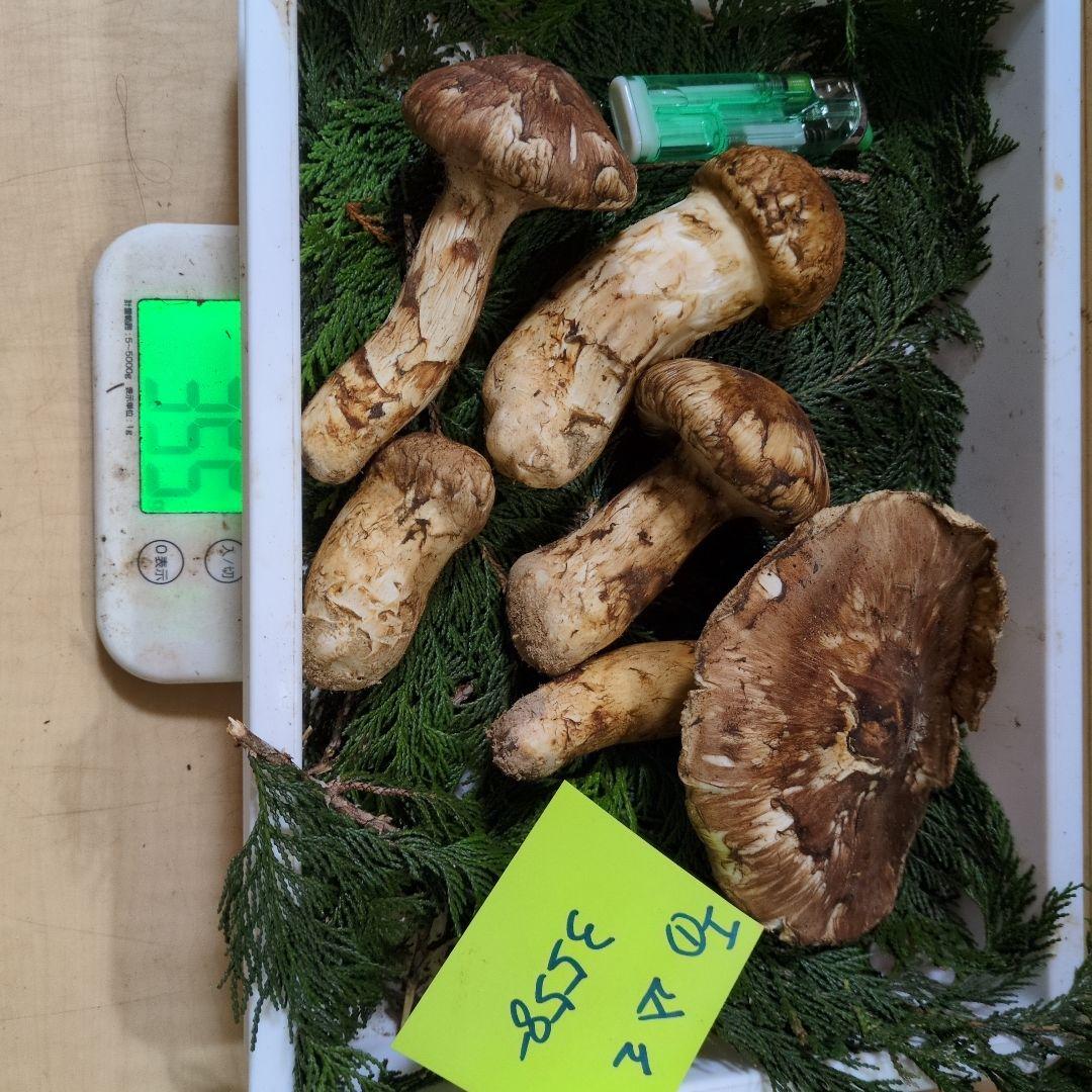 和歌山松茸　新鮮朝市　込み込み　355㌘