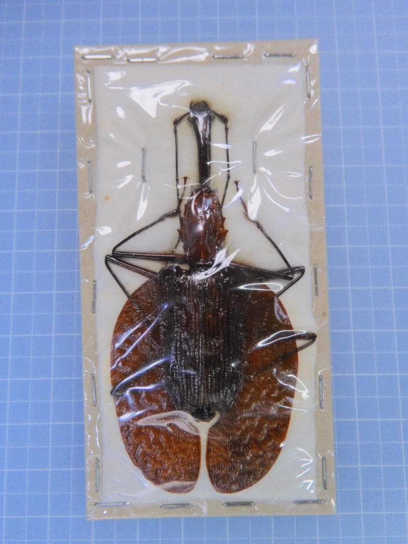 ニボシ様 リクエスト 6点 まとめ商品