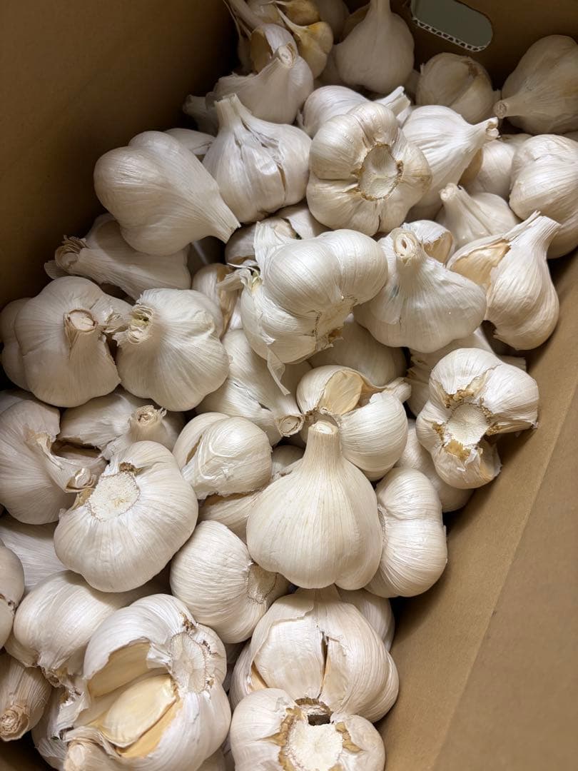 青森県産 福地ホワイト六片 にんにく ２Ｌ．Ｌ　１０ｋｇ