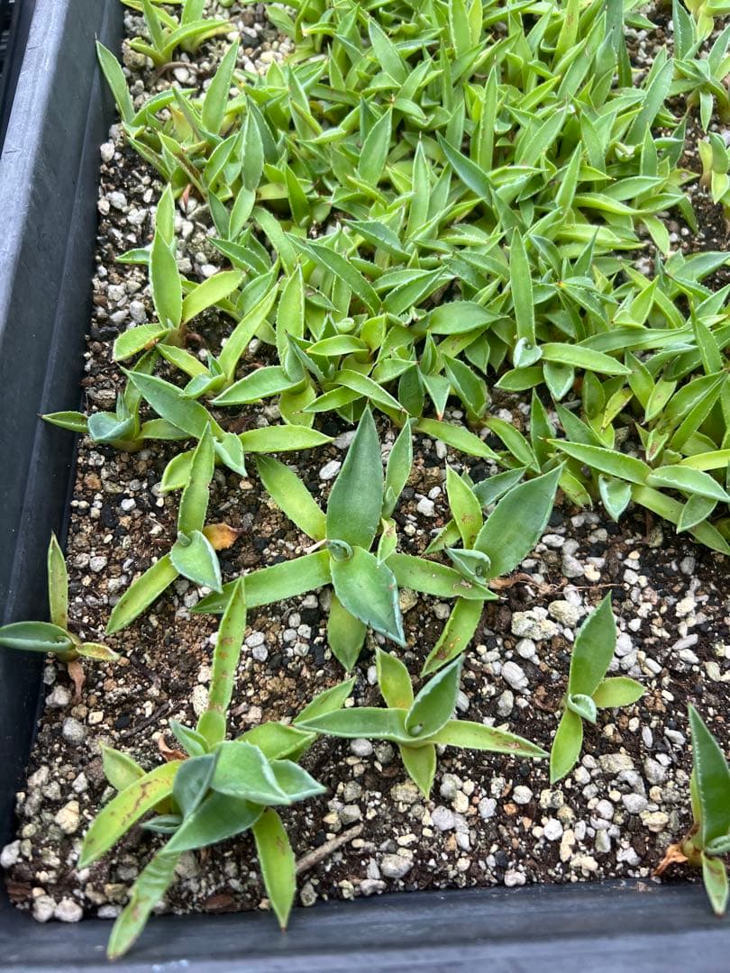 アガベ モンタナ ケースごと メルカリ便