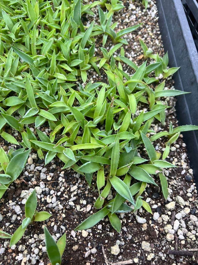 アガベ モンタナ ケースごと メルカリ便