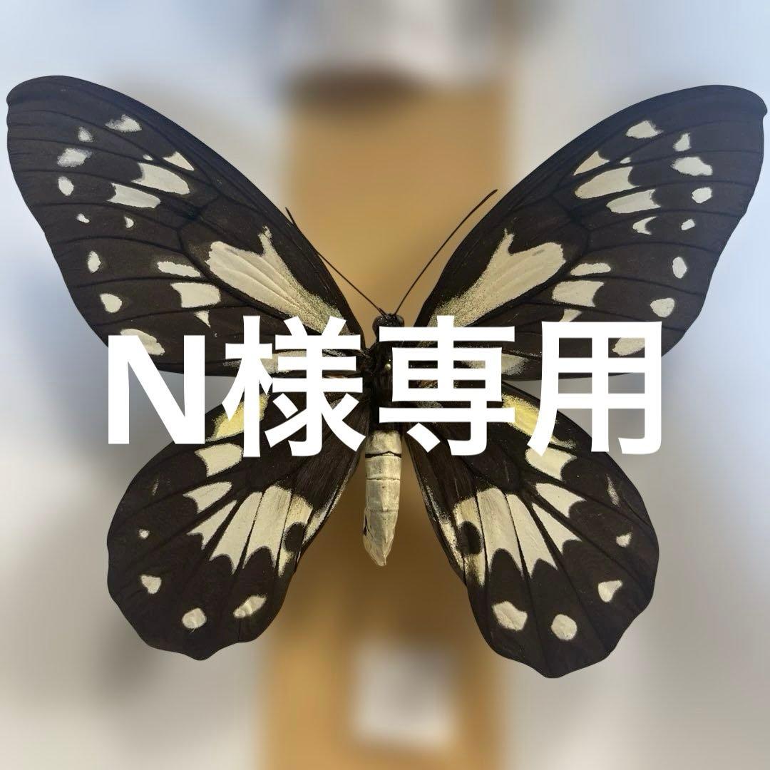 ビクトリアトリバネアゲハ　ペア