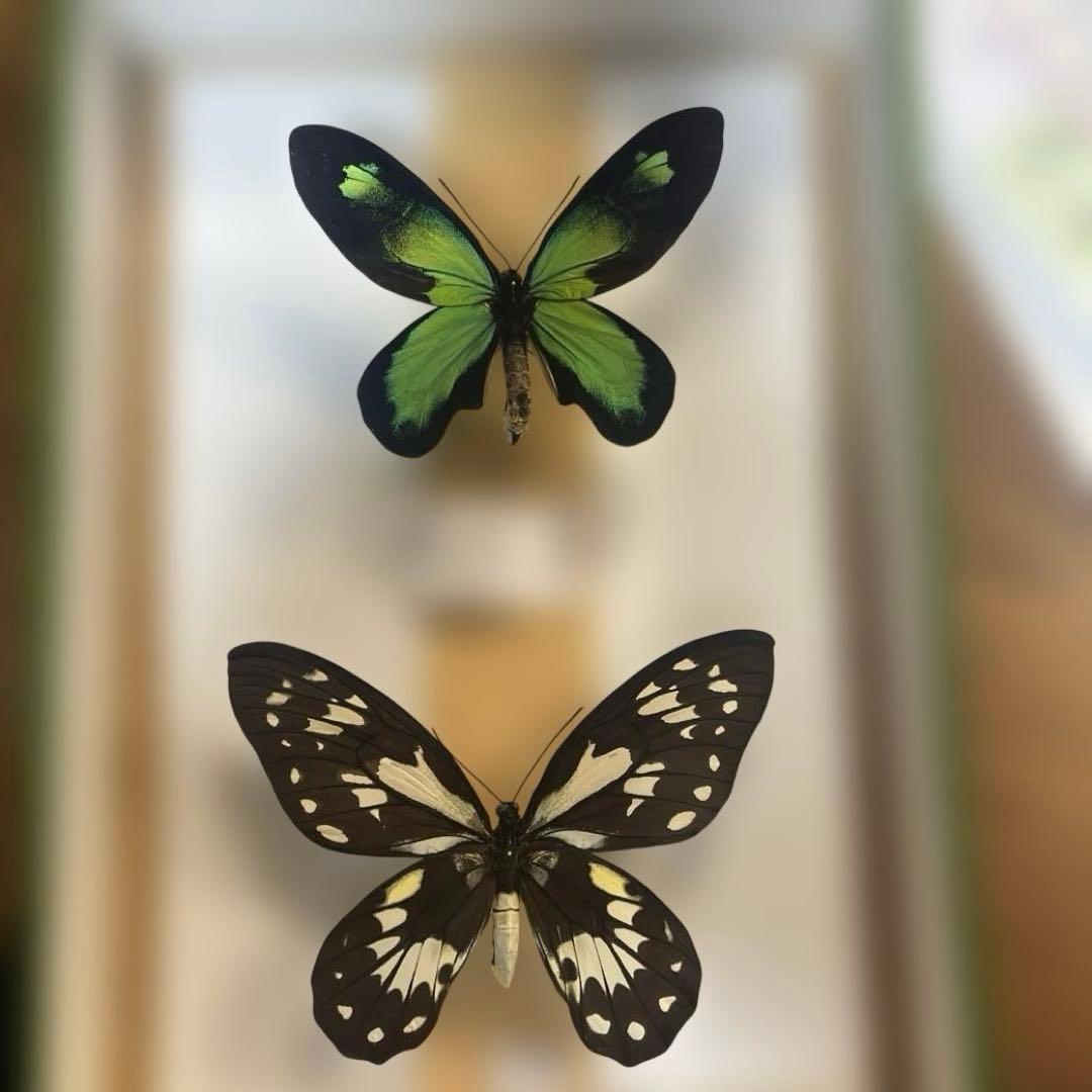 ビクトリアトリバネアゲハ　ペア