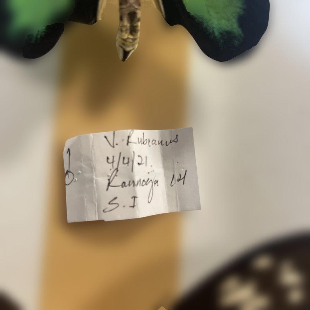 ビクトリアトリバネアゲハ　ペア