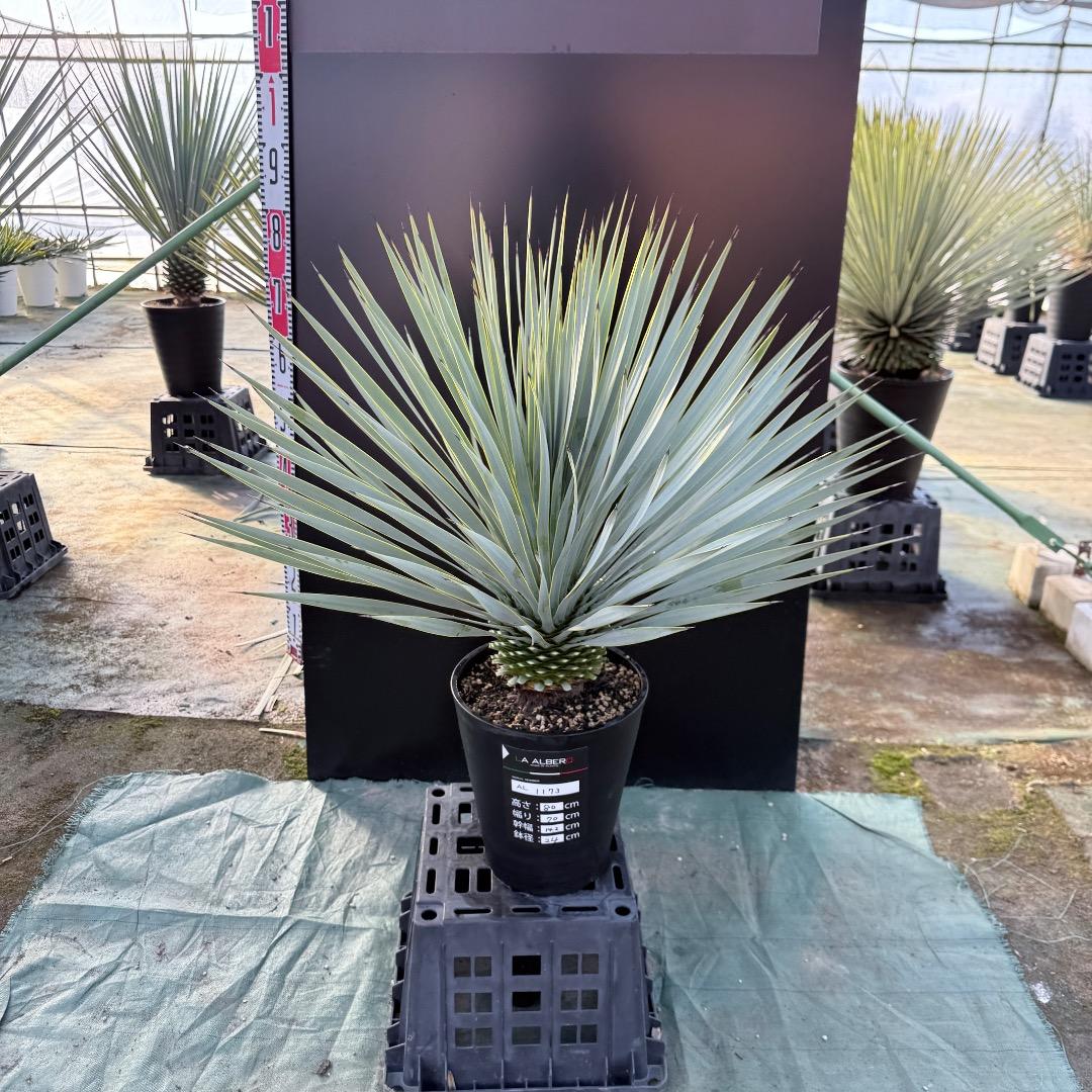 【AL1173】ユッカ　ロストラータ