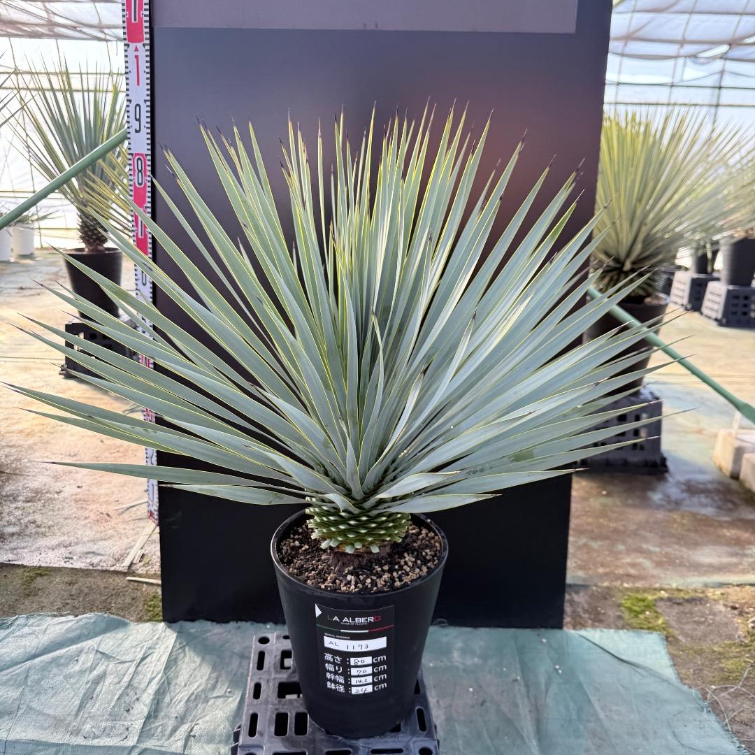 【AL1173】ユッカ　ロストラータ