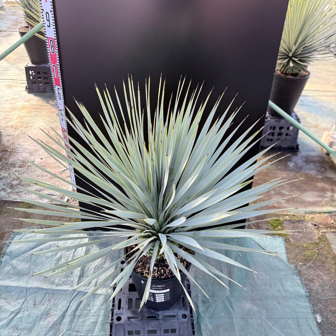 【AL1173】ユッカ　ロストラータ