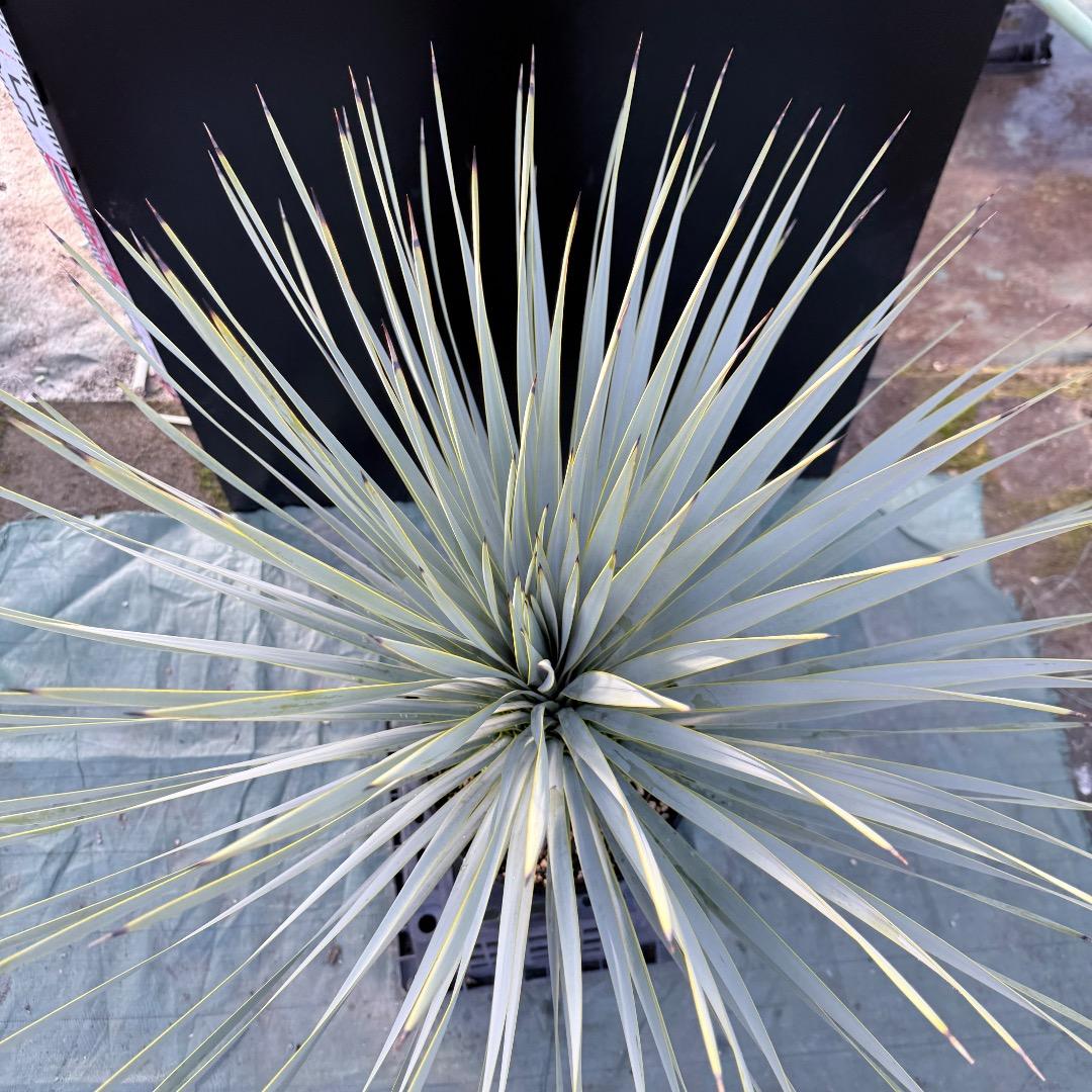 【AL1173】ユッカ　ロストラータ