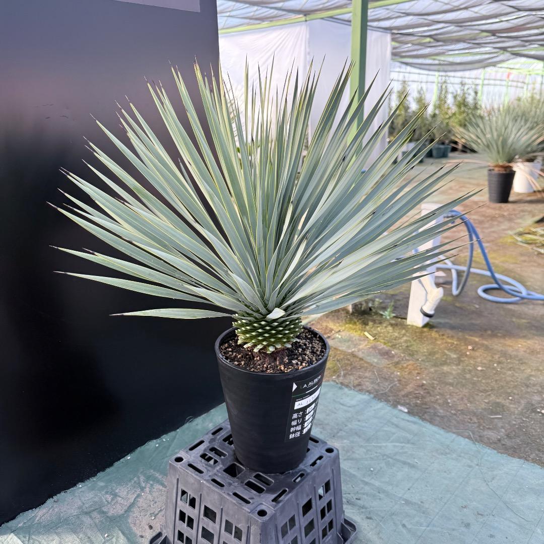 【AL1173】ユッカ　ロストラータ