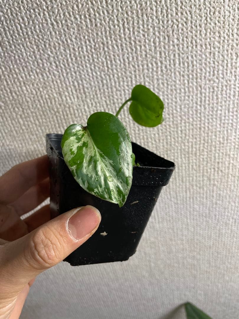 て*な様 モンステラ　デリシオーサ　バルバソー