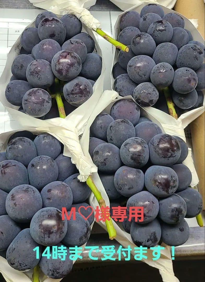 【朝採り:農家直送】9月16日収穫分 岡山県産ピオーネ2kg家庭用