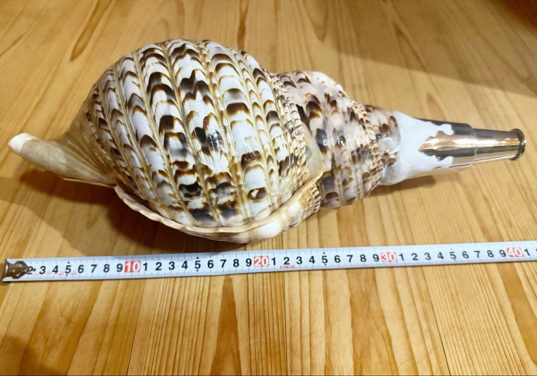 特大40㎝修験道法螺貝　山伏　密教　魔除け　熊よけ❣️ホラガイ