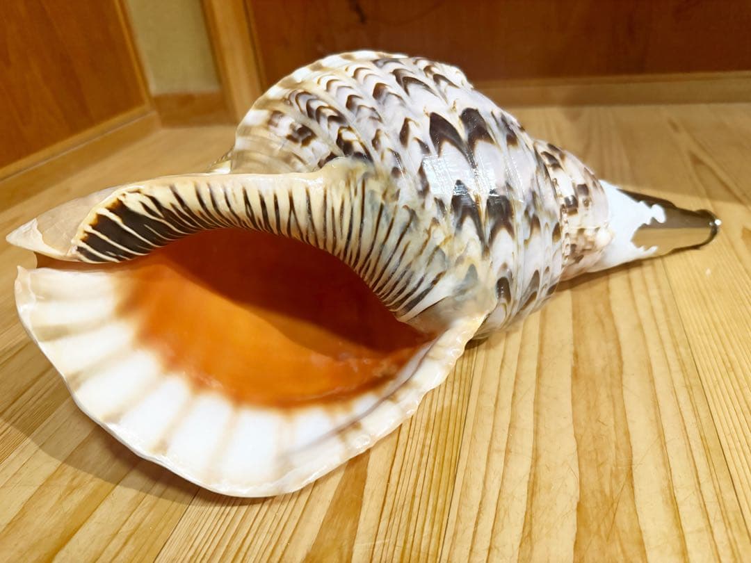 特大40㎝修験道法螺貝　山伏　密教　魔除け　熊よけ❣️ホラガイ