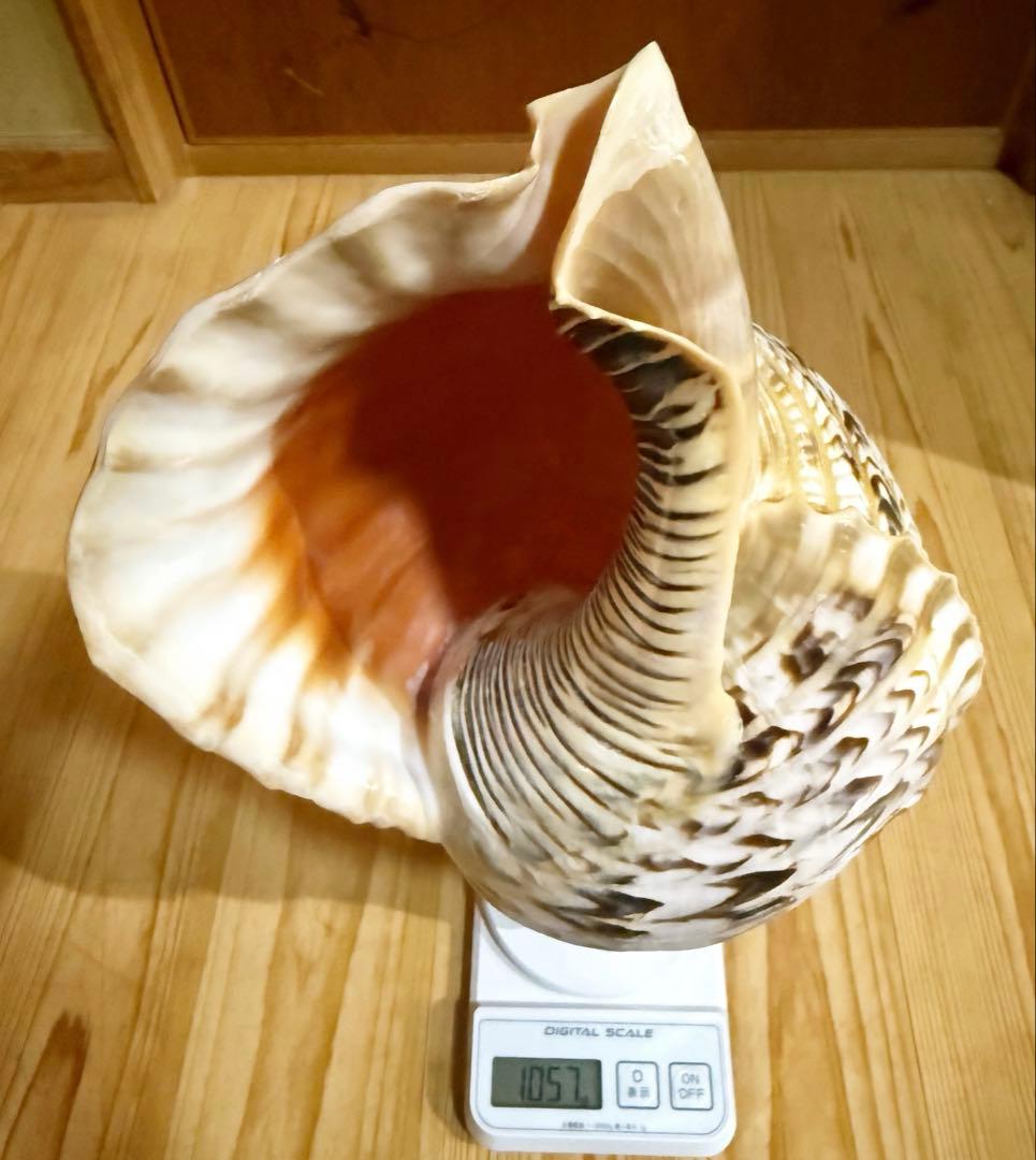 特大40㎝修験道法螺貝　山伏　密教　魔除け　熊よけ❣️ホラガイ