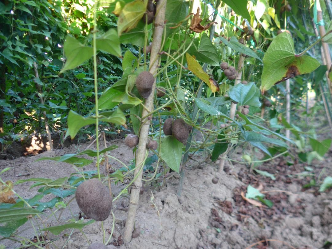 【専用出品】紫山芋のむかご20g～50g合計400個を特別販売!