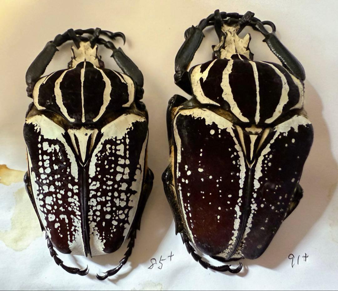 n*s様 昆虫標本　カメルーン　ゴライアスオオツノハナムグリ　2頭　M9,10