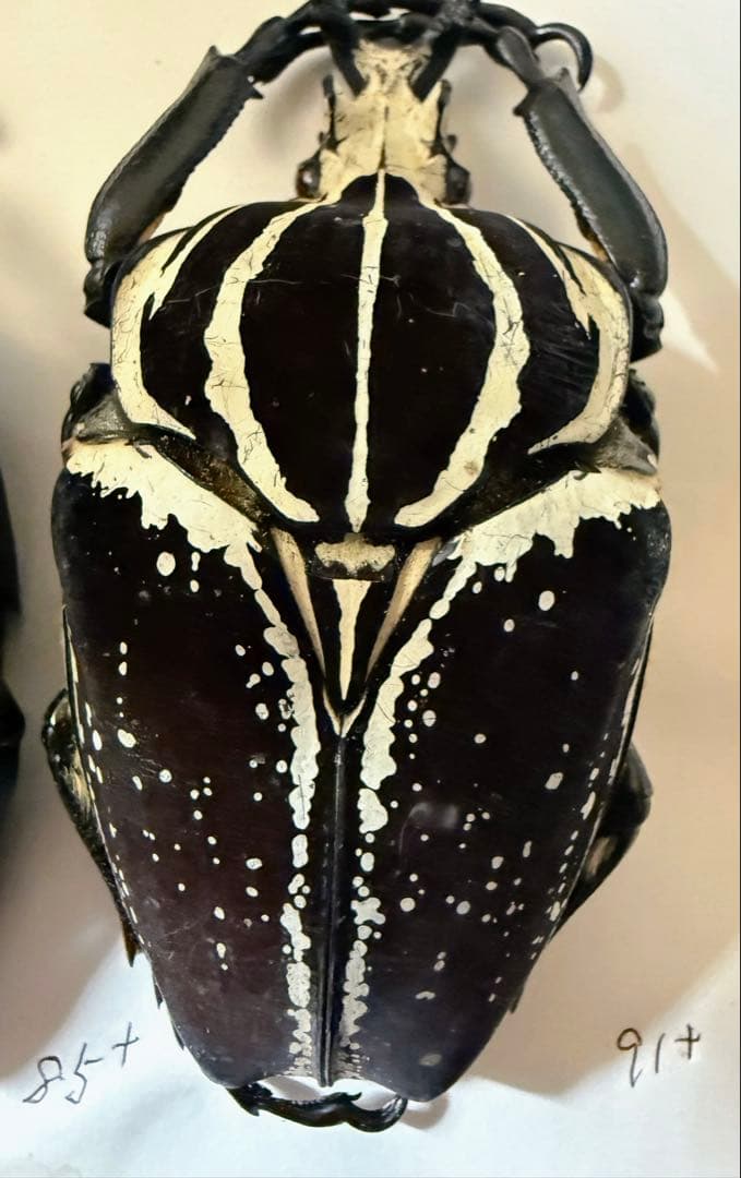 n*s様 昆虫標本　カメルーン　ゴライアスオオツノハナムグリ　2頭　M9,10