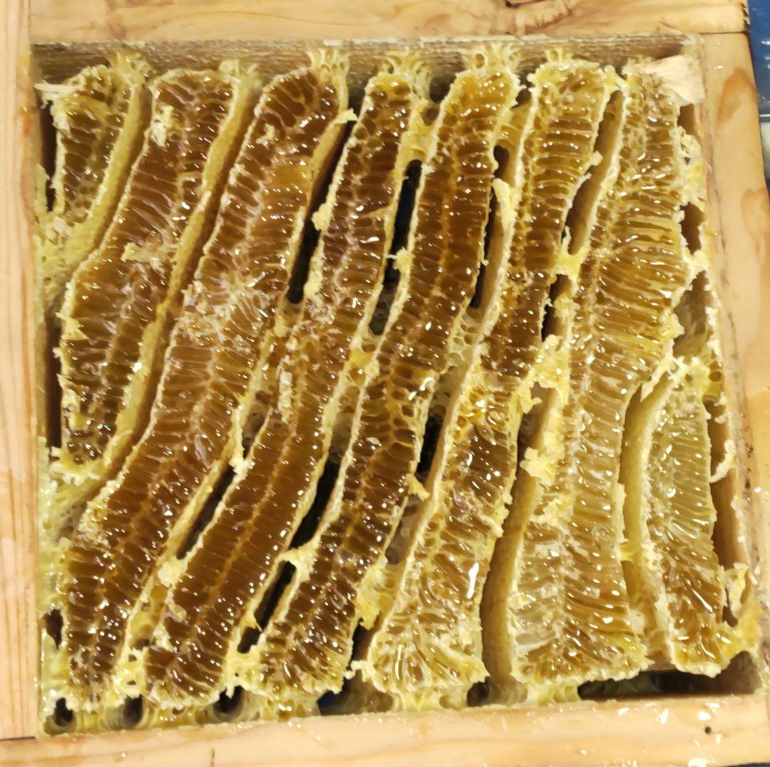 日本蜜蜂百花蜂蜜 天然非加熱無添加６００グラム２本