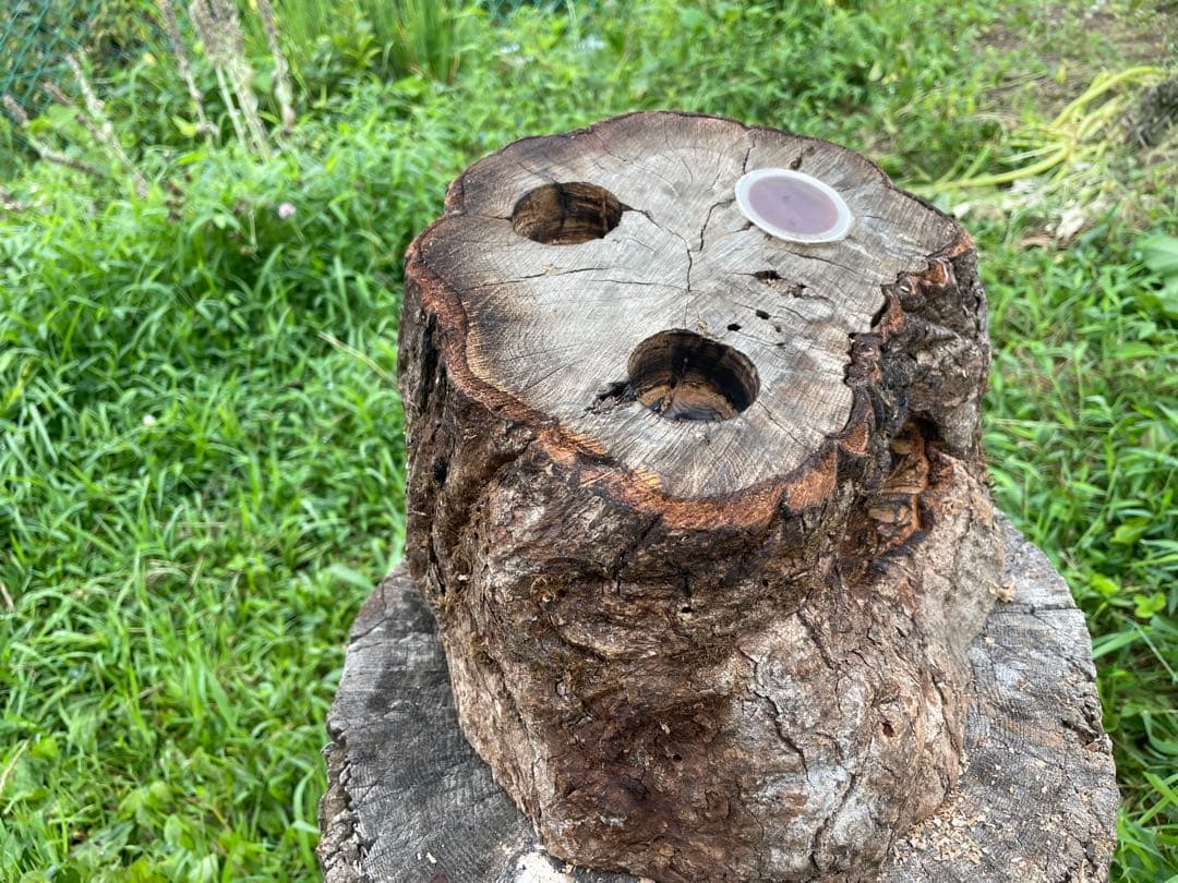 クワリウム　シェルター　登り木　エサ台