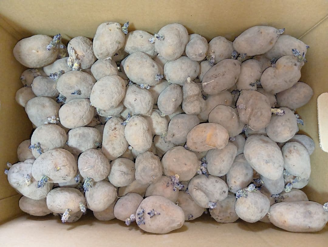 インカのめざめ 種芋 7kg①