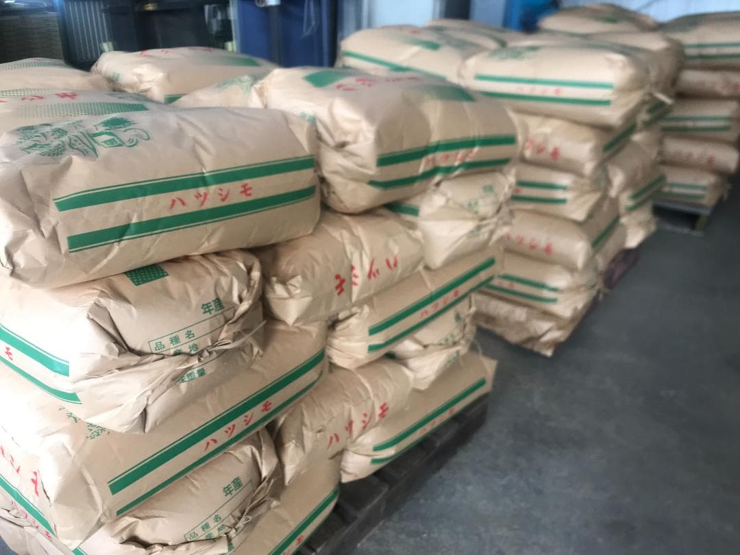 ブランド米　令和７年度『岐阜ハツシモ』新米 玄米(精米も可)　30kg　送料無料