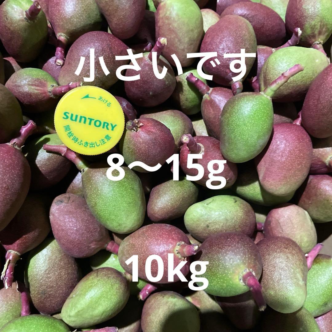 摘果マンゴー　8〜15g 10kg