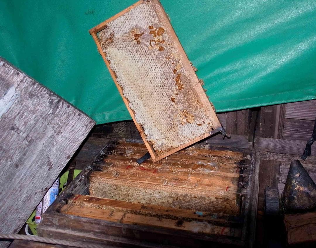 リピーター多数　国産百花蜜 梅酒瓶入り　おまけの蜜蝋付　生産者価格で大放出