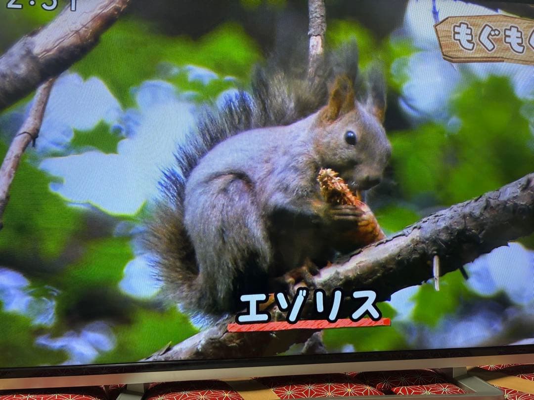 TOSHIBA LED REGZA 50G9 50型