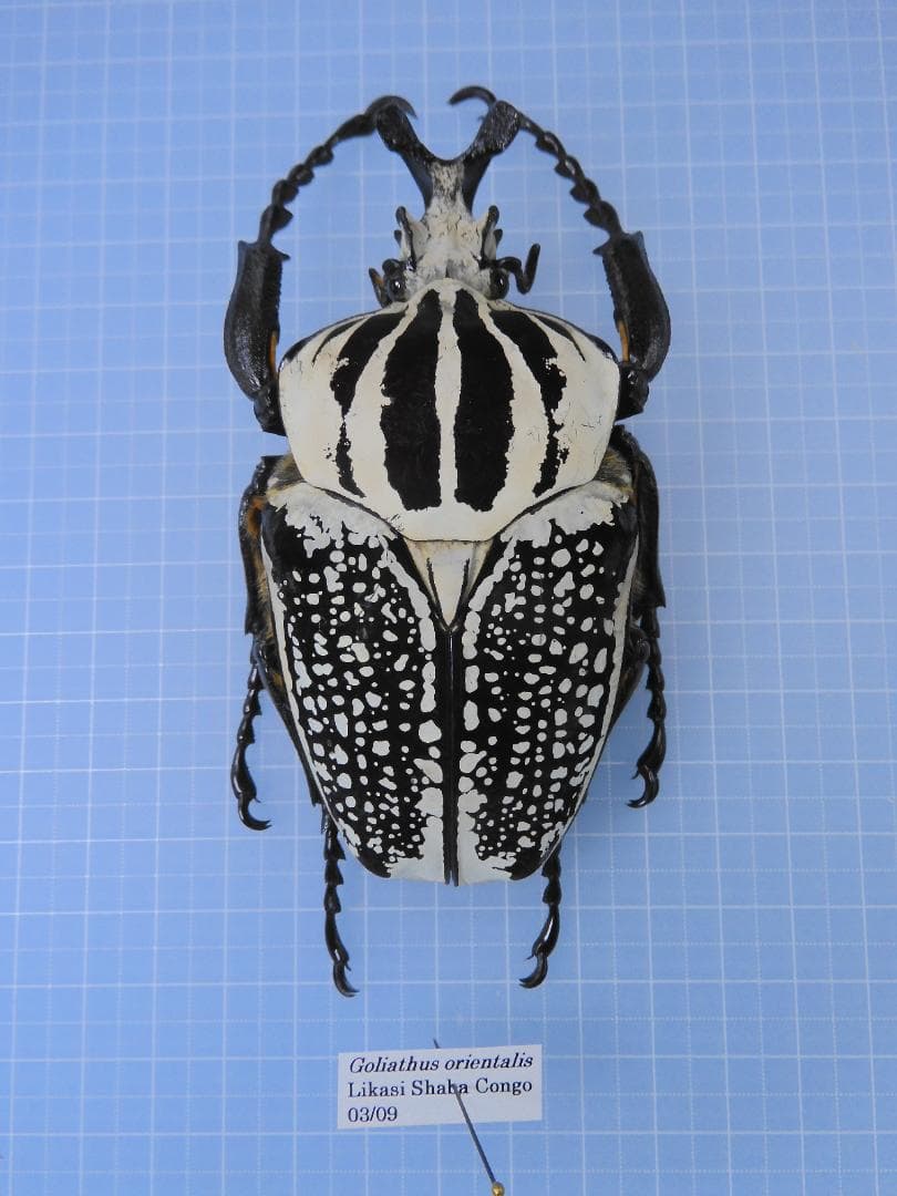 超特大　コンゴ産　シラフオオツノハナムグリ　99mm