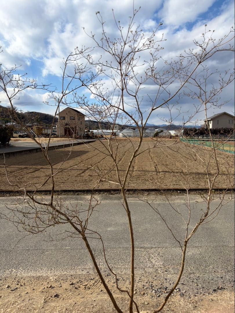 山採り ヤマツツジ 自然樹形