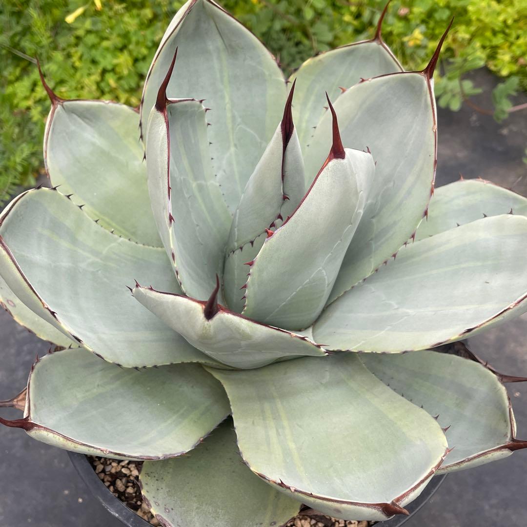 速達 アガベ トランカータ錦 トリカラー 斑入り 墨斑 淡斑