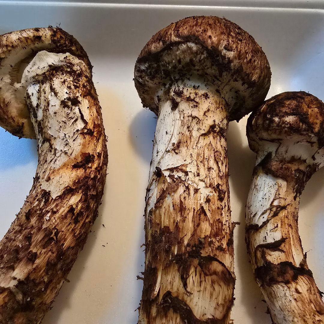 ③岩手県沿岸産 松茸 【蕾】147ｇ 送料無料‼️