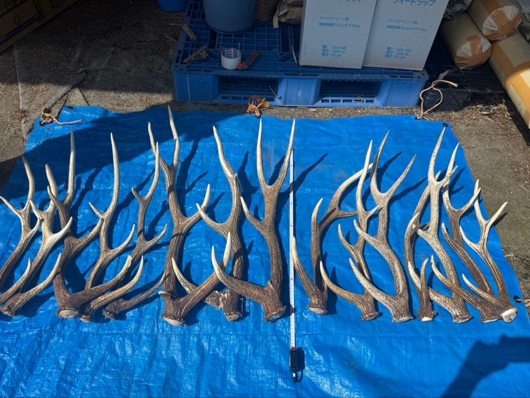 鹿の角 15本セット