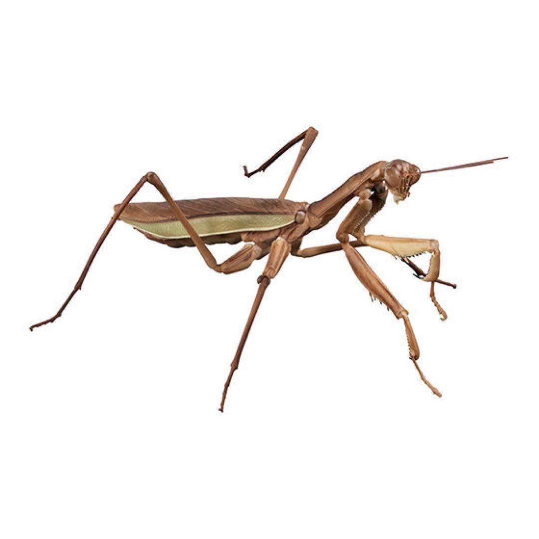 いきもの大図鑑アドバンス オオカマキリとショウリョウバッタ 全４種 カプセル A