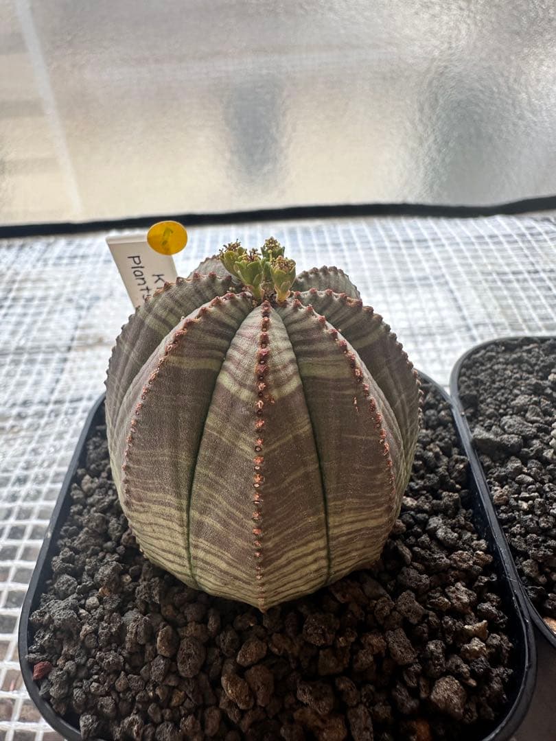 ユーフォルビアオベサ　雄雌セット4株