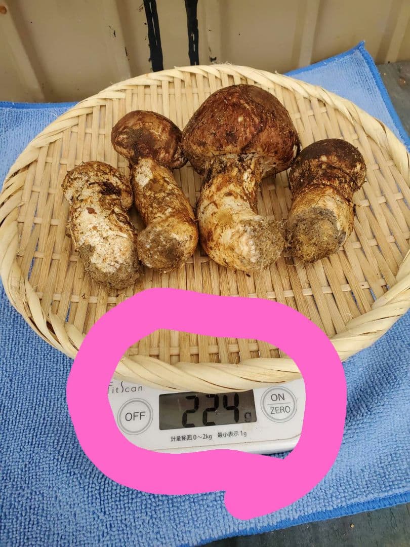 岩手県久慈市産【高級、松茸、つぼみ含】224g