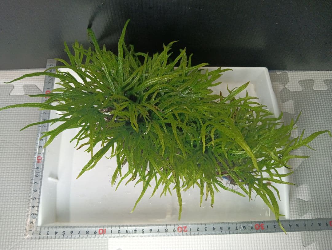 ミクロソリウムsp.パプアニューギニア　流木活着