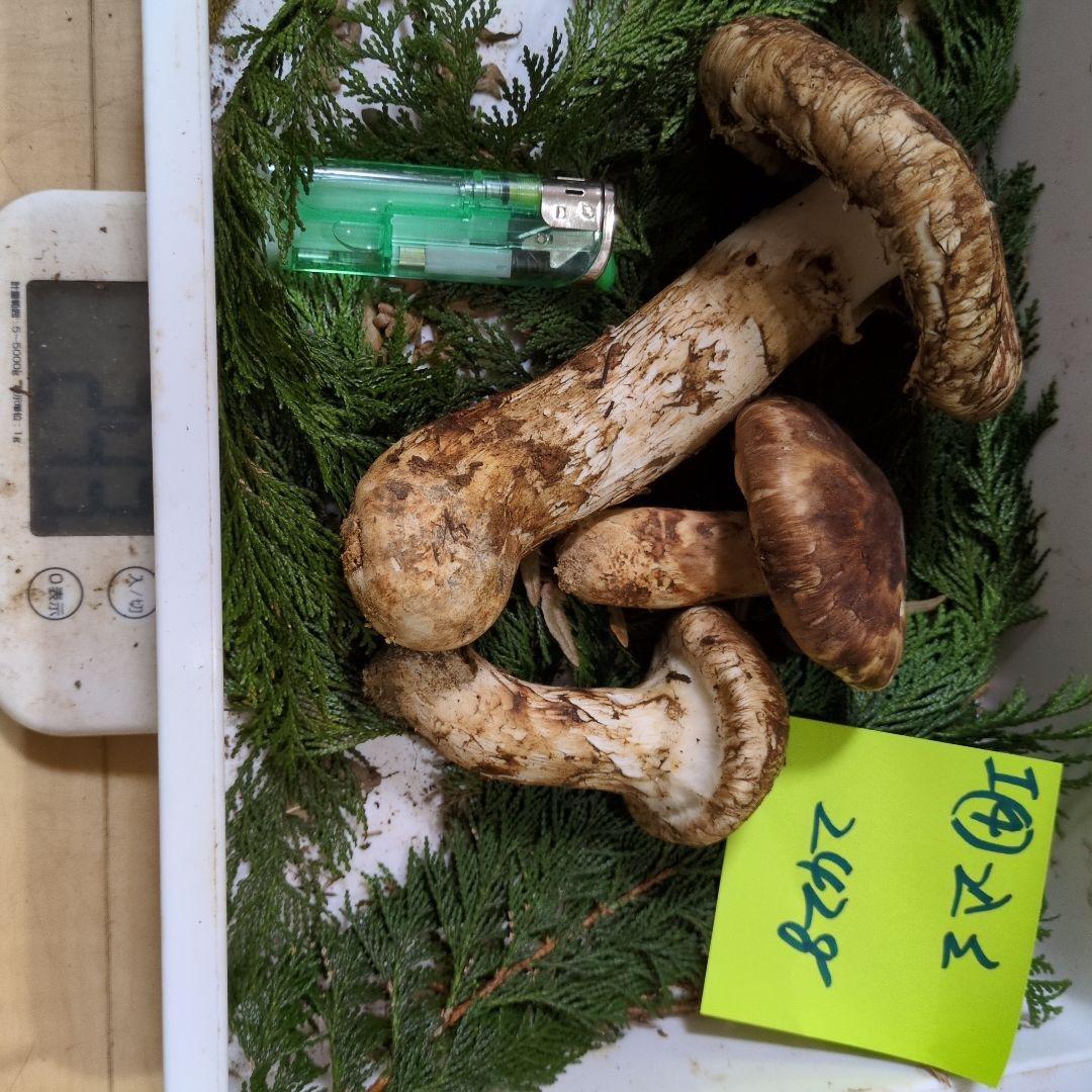 和歌山松茸　新鮮朝市　込み込み　242㌘