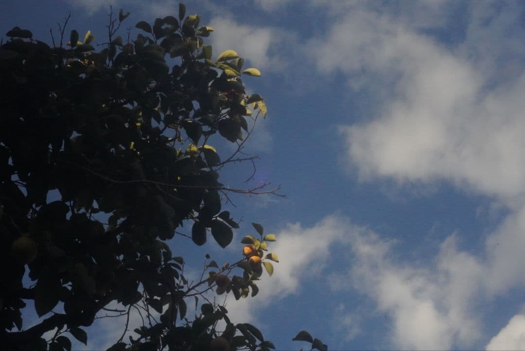 ライカ ズマリット 5㎝ F=1:1.5 Nr1330411 L39マウント