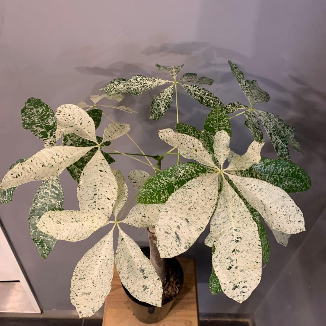 パキラ ミルキーウェイ 5号 1