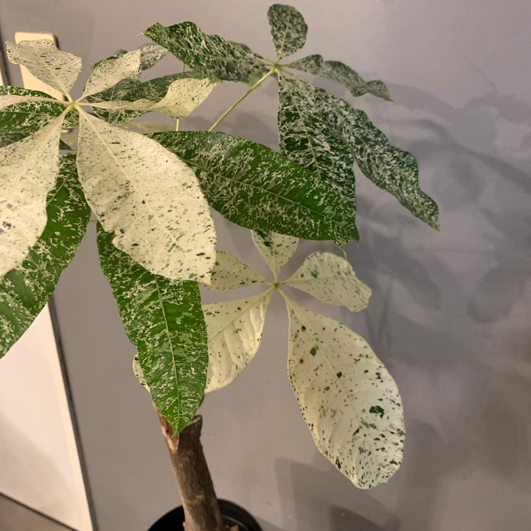 パキラ ミルキーウェイ 5号 1