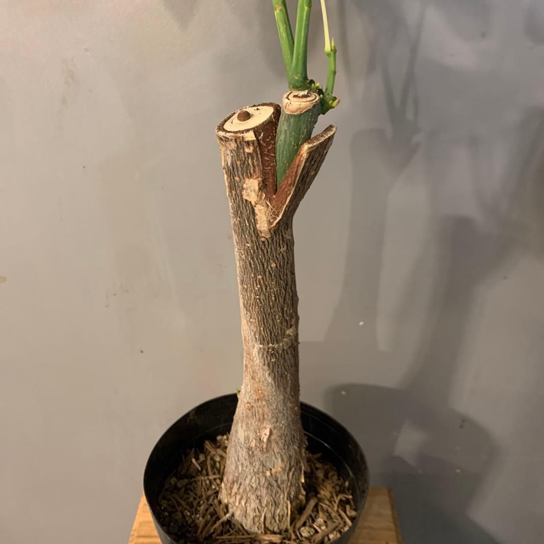 パキラ ミルキーウェイ 5号 1