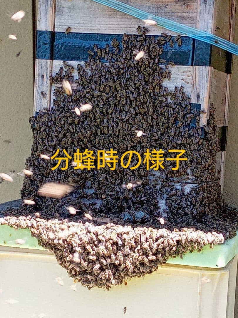 チク　タク　ニホンミツバチ　はちみつ　　信州産　非加熱　580ｇ✕2本