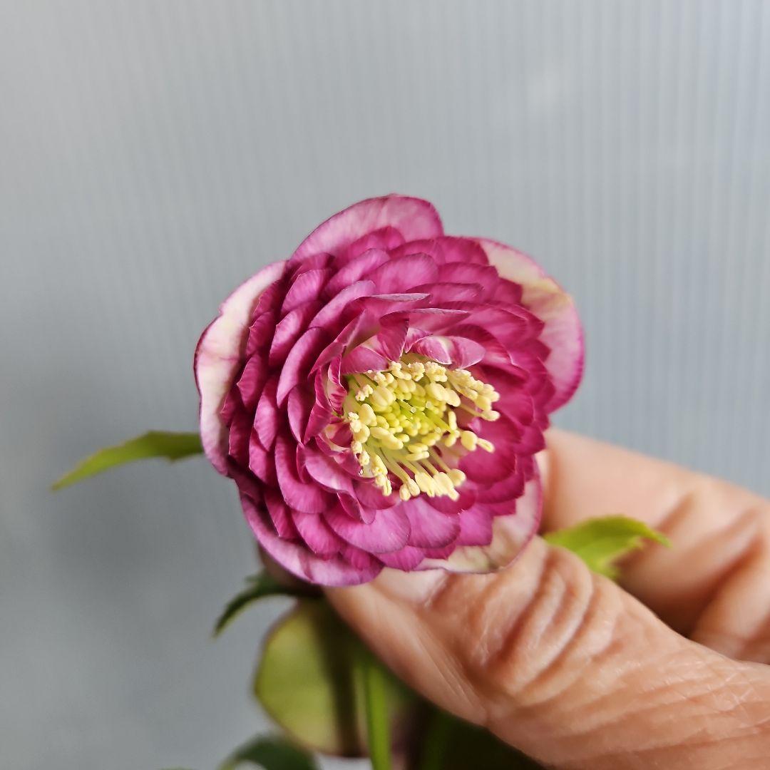 mamo様ご購入苗㉖-351クリスマスローズ