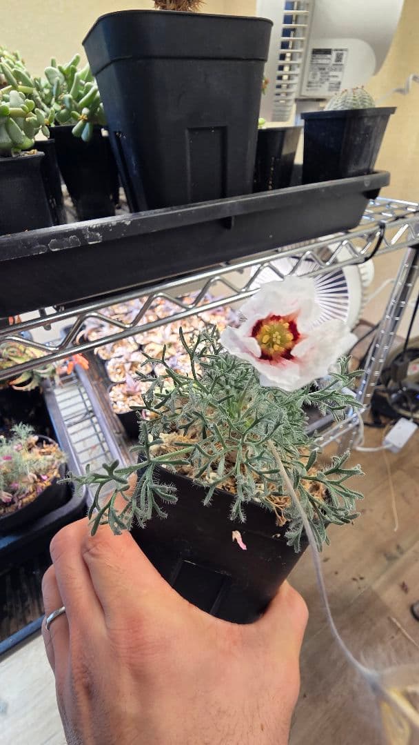 サウコカウロン　ペニクリナム　大株